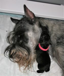 Psst! Which way to the milk supply?