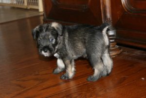 Flag day puppies at 4 weeks_1