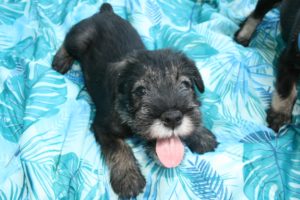 Steadfast's Quincy of the Flag Day Litter