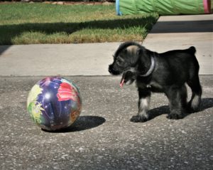 Played 'chase ball.'