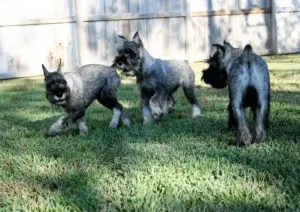 It's game-on for Honor and Quincy.