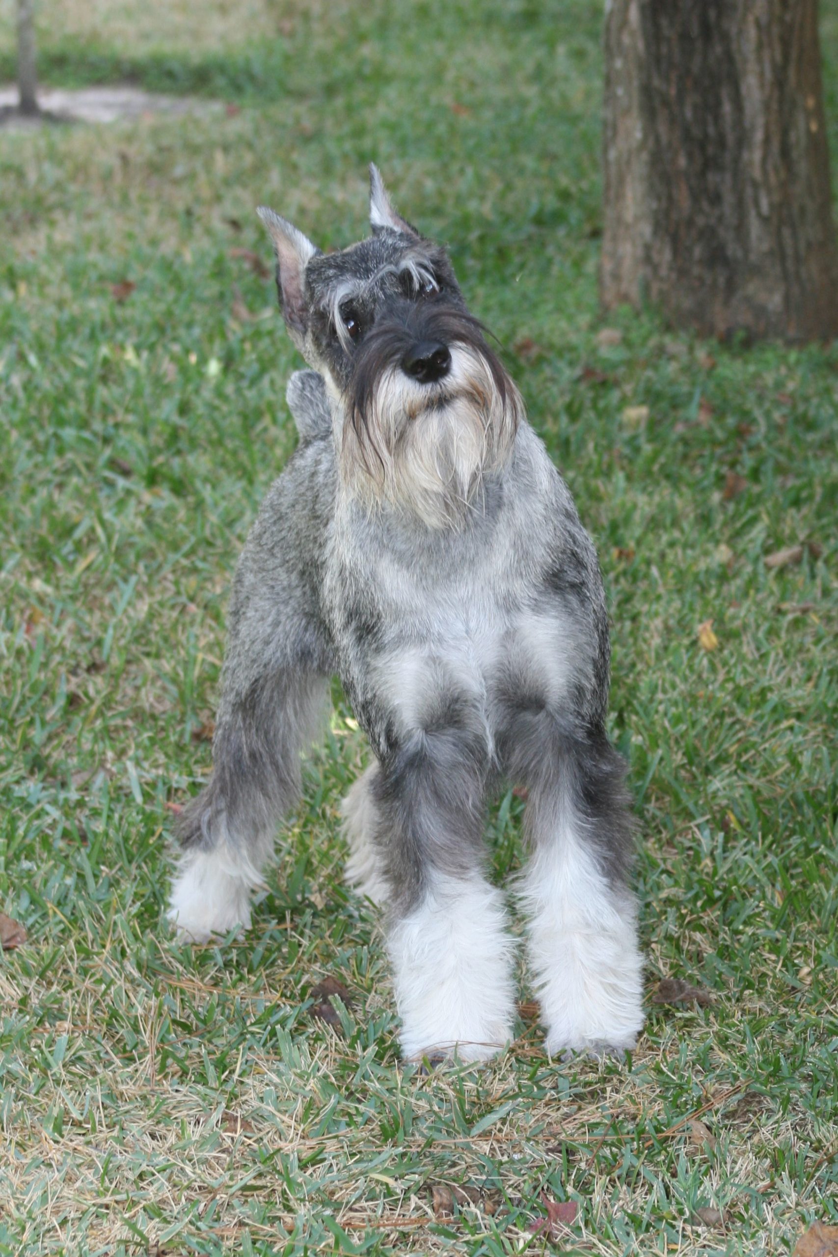 We’re Pregnant! – Steadfast Standard Schnauzers